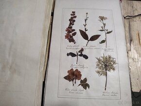 Starožitný Herbár 1892 , 392 exemplárov rastlín - 13