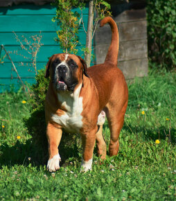 boerboel,  búrský buldok -jihoafrický mastif -feny - 13