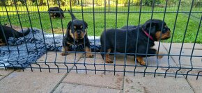 Rottweiler šteniatka, rtw, rotwajler, rotty, rotvajler, rot - 13