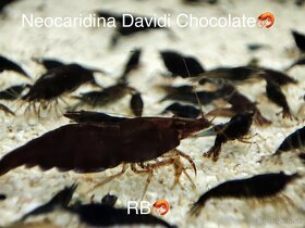 AKVA KREVETKY ODCHOVY - Premium Caridina a Neocaridina - 13