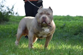 American bully Xl - 13