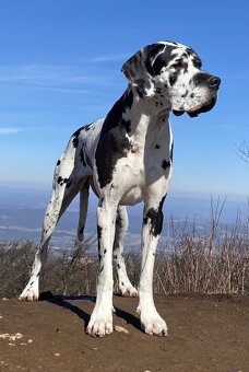 Nemecká doga s PP škvrnitá/harlekin - 13