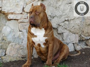 Štěňata American Bully Xl - XXL Bloodline DDK9 - 13