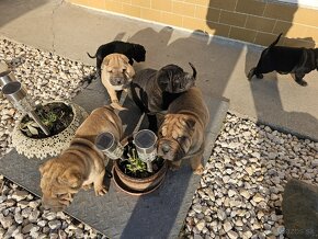 Shar-pei , šarpej,sharpej,sarpej,sarpei šteniatká - 13