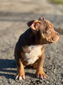 American Bully Classic/ standart - 13