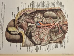 Atlas anatomie člověka II. a III. diel R.D.Sinělnikov - 13