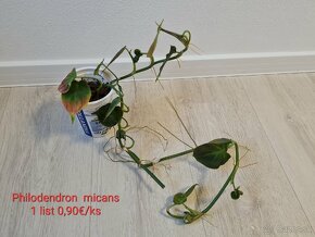 Monstera thai constellation  49€ - 13