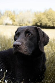 Šteniatka čokoládového labradora - 13