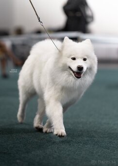 Samojed s PP (FCI) - 13