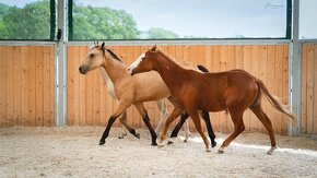 Dvouletá buckskin Quarter Horse klisna, nominace na Futurity - 13