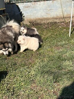 Pomsky / Pomeranian / Husky - 13