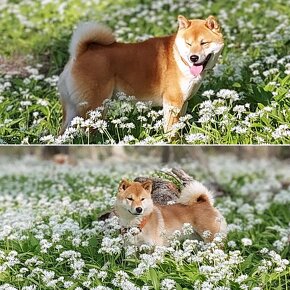 Shiba inu s PP FCI - 13