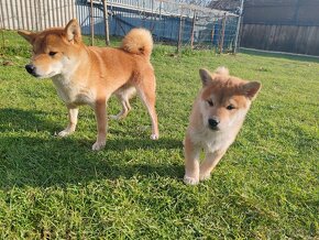 Shiba inu psýk s PP - 13