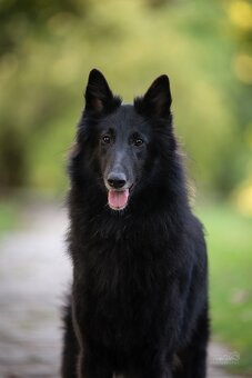 Belgický ovčák groenendael - 13