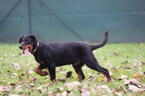 Beauceron s PP - 13