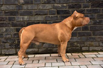 American bully s pp - 13