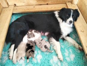 Border kólia/Border Collie/s pp - 13