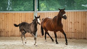 Letošní American Quarter Horse black klisna, vnučka Gunnera - 13