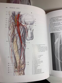 Čihák anatómie 1,2,3 - 13