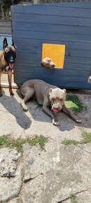 Americký pitbulterier pitbull pit bull silverfawn lilac rar - 13