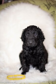 Curly Coated Retriever s PP - 13