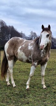 APH APHA PAINT HORSE ŽREBEC pripúšťanie - 13