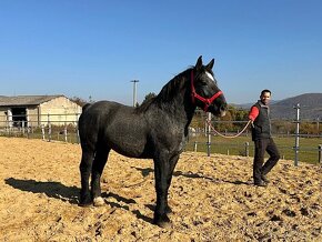 Predám koňa - žrebec Percheron - 13