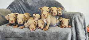 Americký pitbulterier pitbull pit bull silverfawn lilac rare - 13