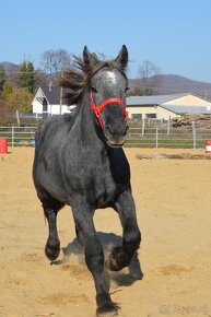 Predám žrebca - Percheron - 13