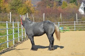 Ťažný kôň na predaj - Percheron - 13