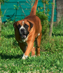 BOERBOEL BALLOTADA -búrský buldok - jihoafrický boerboel - 13