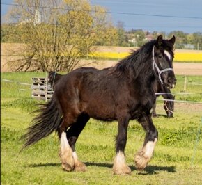 Shire horse klisna - 13