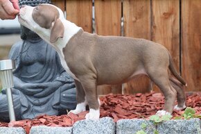 American bully Classic / Standard k odběru - 13