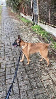 Belgický ovčák Malinois - 13