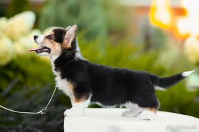 na predaj šteniatka welsh corgi pembroke - 13