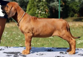 CHS Malumiwanga Rhodesian Ridgeback - 13