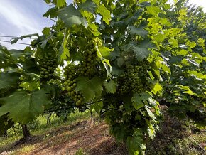 Viničný domček s vinicou a sadom - 13