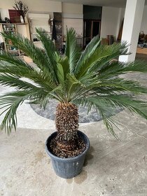 Cycas Revoluta - 14