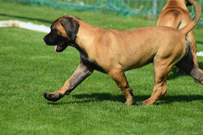 búrský buldok- boerboel-feny-garance zdravých kloubů - 14