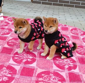 Shiba Inu - 14