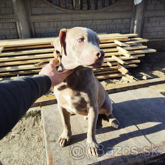 Americký pitbulterier pitbul pitbull silver lilac rare Top - 14