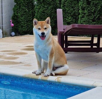 Shiba inu  s PP - 14