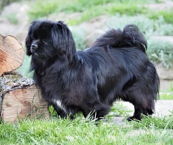 Tibetský španěl s průkazem původu - 14