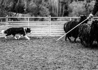 Border Kólia šteniatka Plánovaný vrh - Border Collie puppies - 14