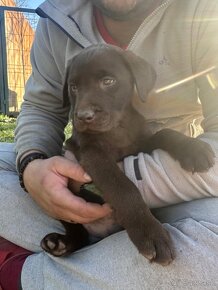 Čistokrevná štěňata labrador ihned hňědé kluky - 14