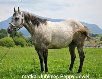 Pripuštanie American Quarter Horse ,QH , AQH - 14