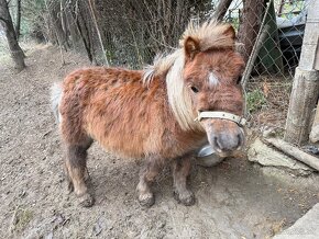 Predám krásny pár poníkov – kobyla žrebná - 14