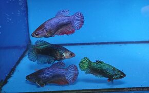 Bojovnice- Betta splendens - 14