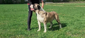 BOERBOEL BALLOTADA -búrský buldok - jihoafrický boerboel - 14