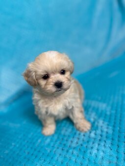 Maltipoo - 14